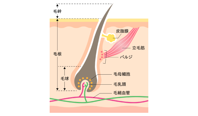 当院で使用しているレーザーの特長